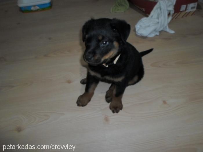 lucky Dişi Rottweiler