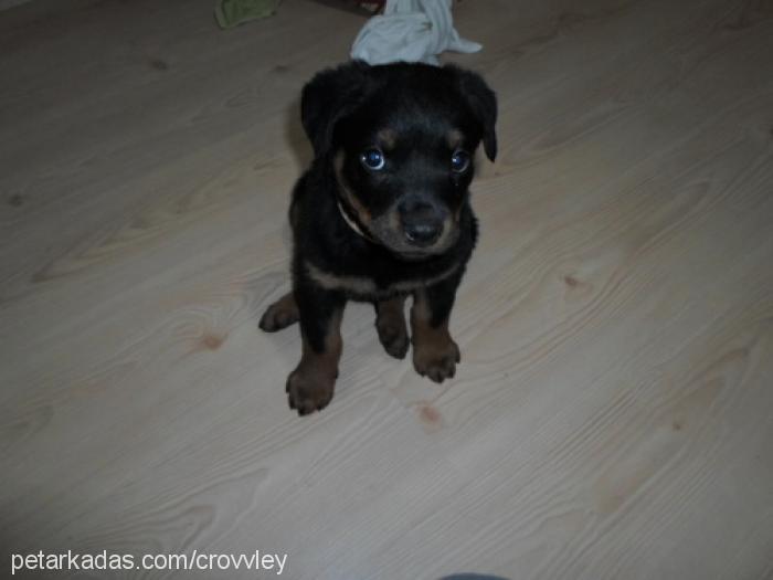 lucky Dişi Rottweiler