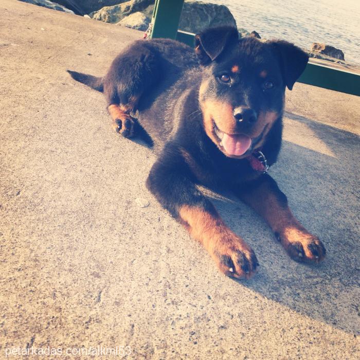 zeyna Dişi Rottweiler