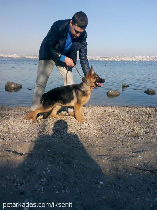 kristeerkvonerk Dişi Alman Çoban Köpeği