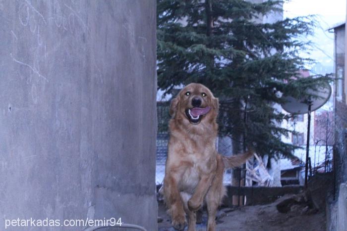 blont Erkek Golden Retriever