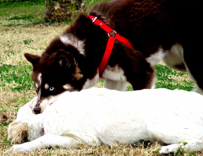 hera Dişi Sibirya Kurdu (Husky)