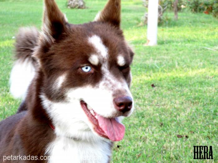 hera Dişi Sibirya Kurdu (Husky)