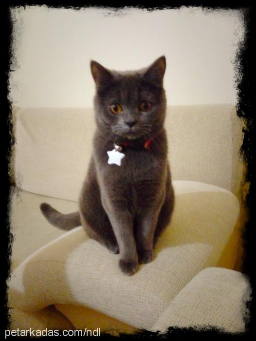 hera Dişi British Shorthair