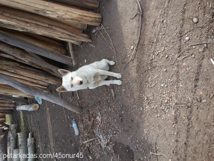 Çeku Dişi Sibirya Kurdu (Husky)