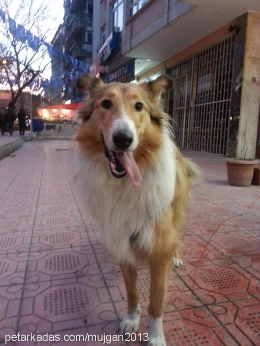 müjgan Dişi Collie