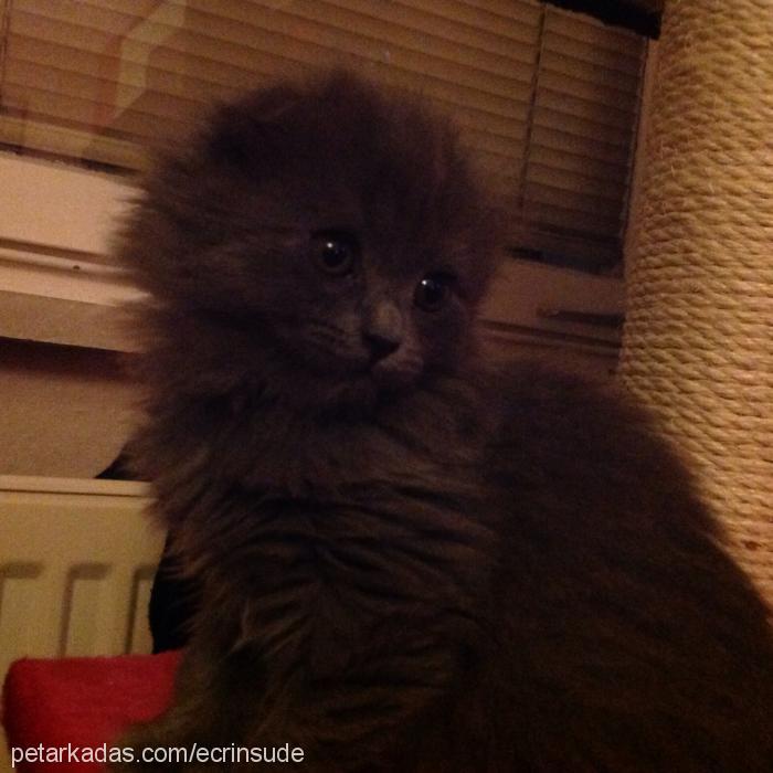 teddy Dişi Scottish Fold