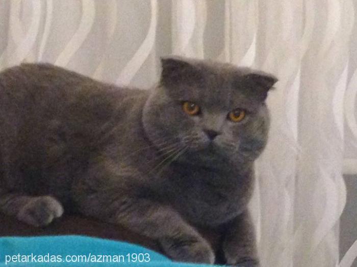 azmantoraman Erkek Scottish Fold