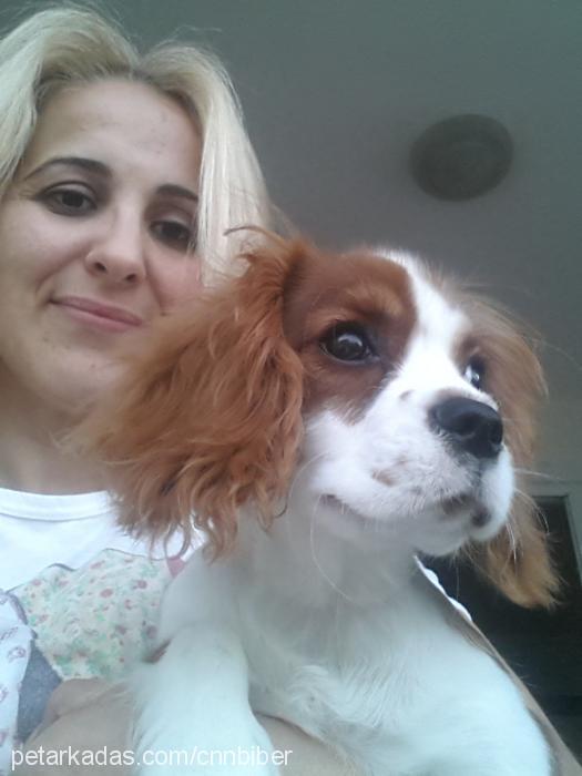 biber Dişi King Charles Spaniel