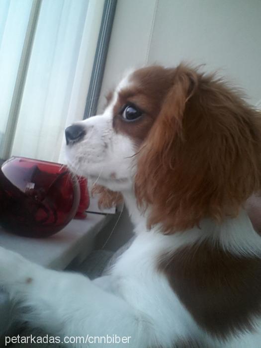 biber Dişi King Charles Spaniel