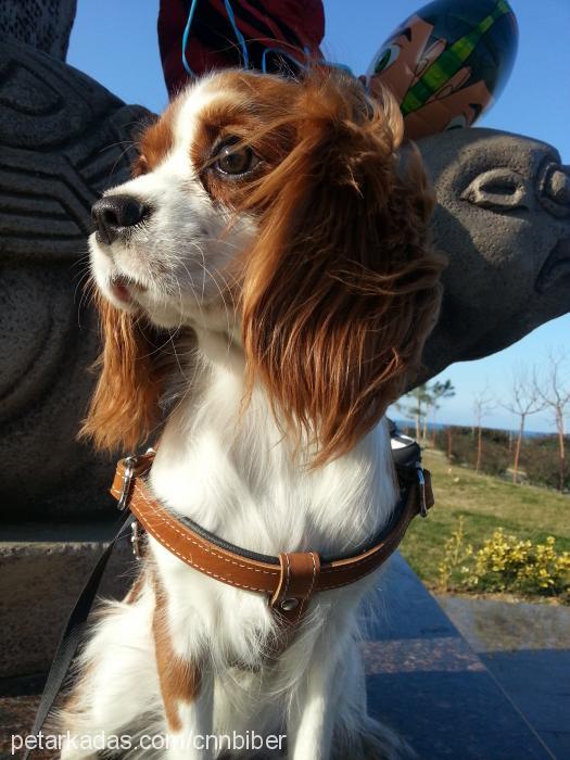 biber Dişi King Charles Spaniel