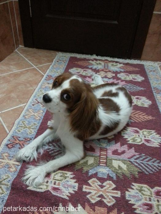 biber Dişi King Charles Spaniel