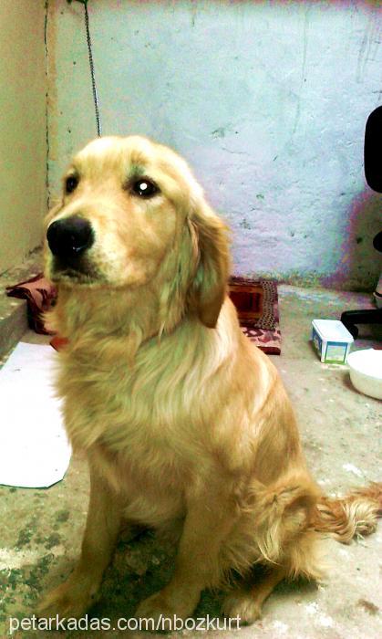 pasha Erkek Golden Retriever