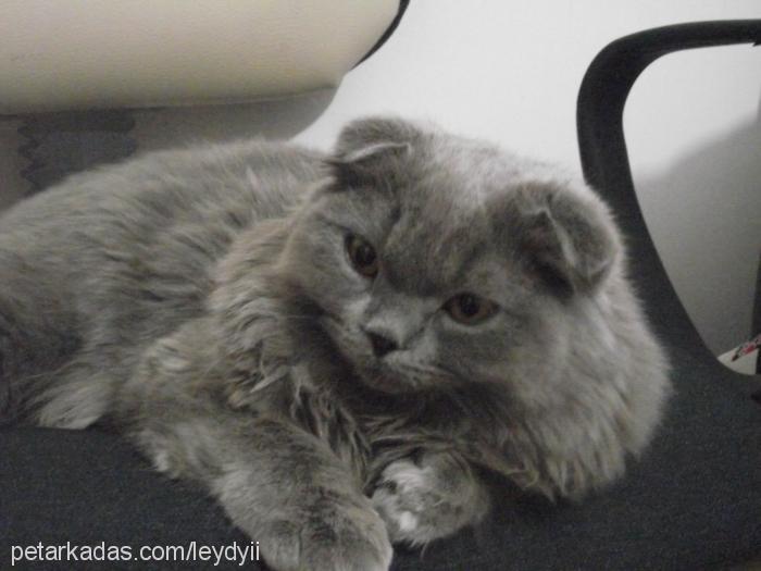 bamya Dişi Scottish Fold