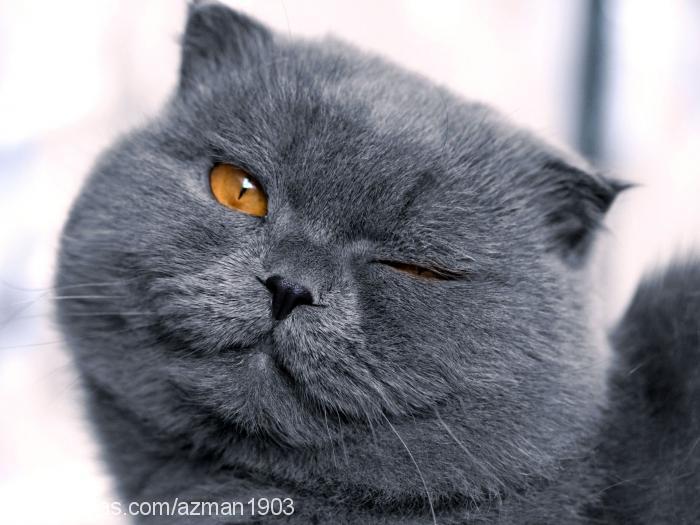 azmantoraman Erkek Scottish Fold