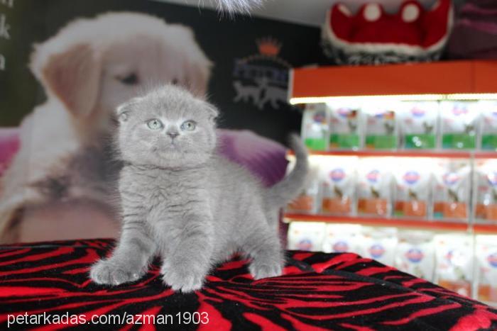 azmantoraman Erkek Scottish Fold