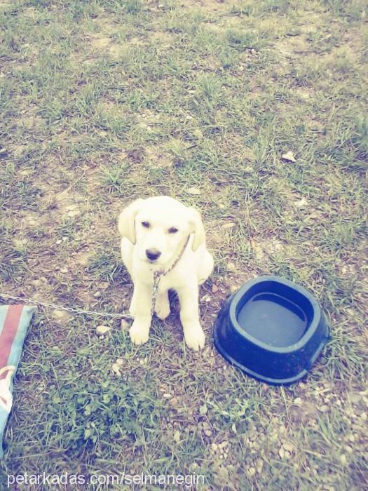 nobel Dişi Golden Retriever