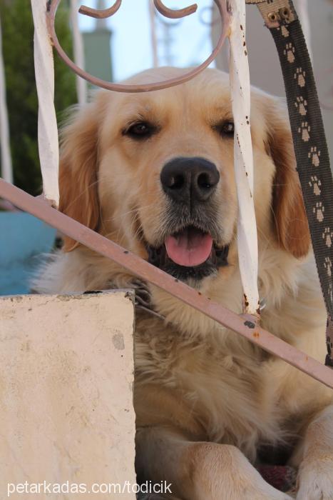 todi Dişi Golden Retriever