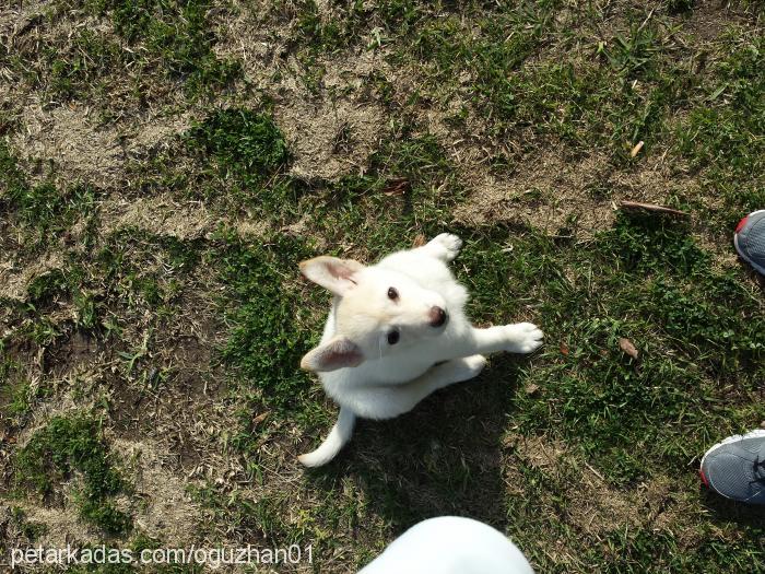 zara Dişi Sibirya Kurdu (Husky)