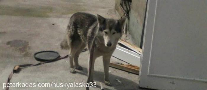 silas Dişi Sibirya Kurdu (Husky)