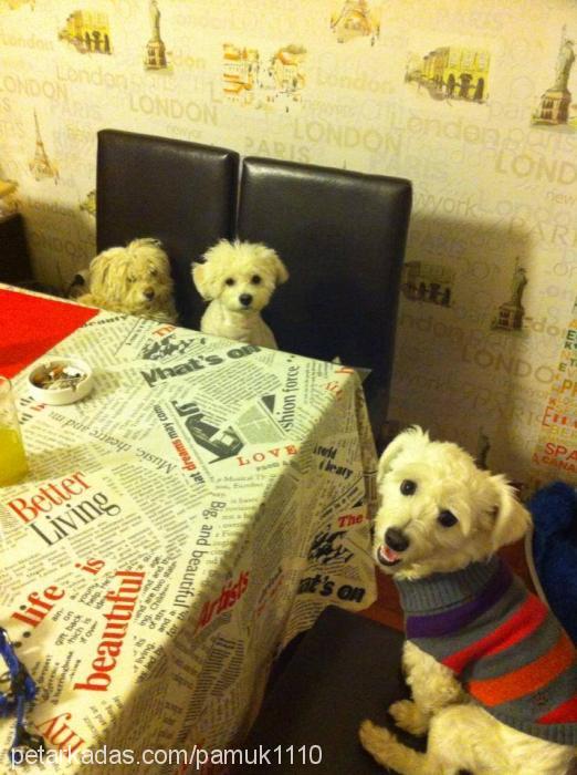 pamuk Erkek West Highland White Terrier