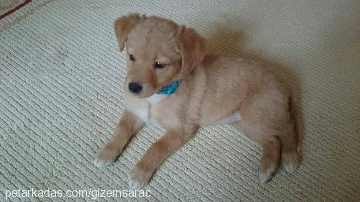 lucy Dişi Golden Retriever