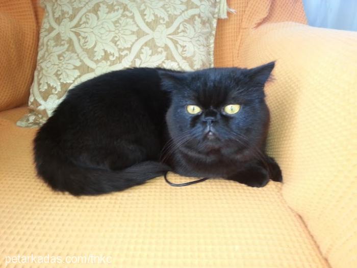 bedri Erkek Exotic Shorthair