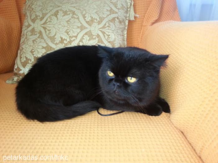 bedri Erkek Exotic Shorthair