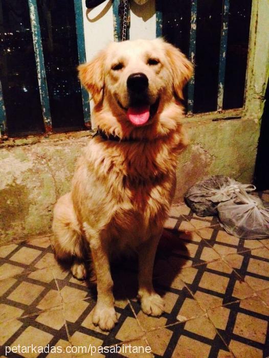 paşa Erkek Golden Retriever