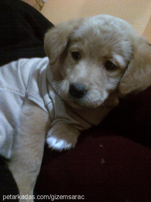 lucy Dişi Golden Retriever