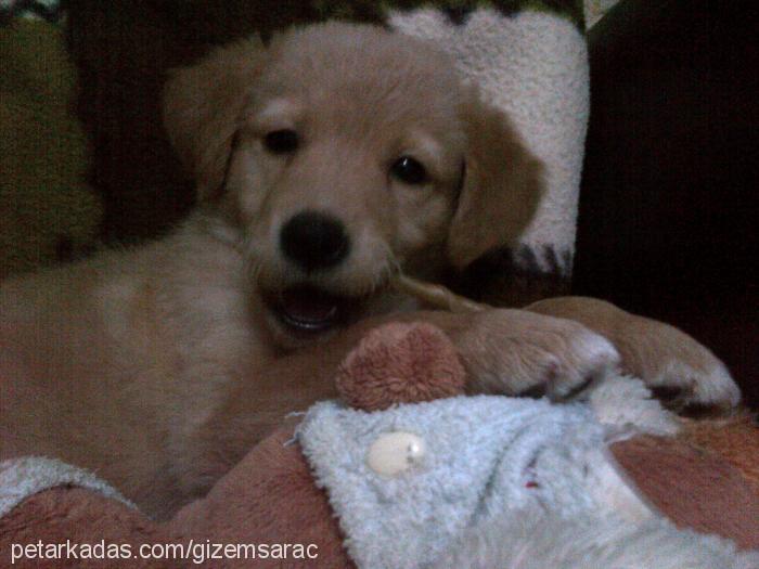 lucy Dişi Golden Retriever