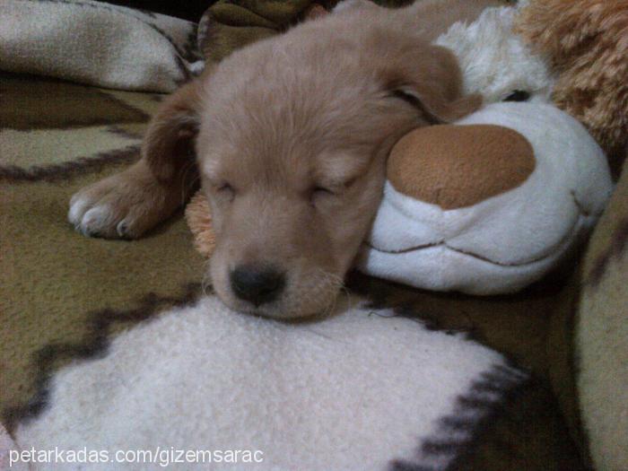 lucy Dişi Golden Retriever