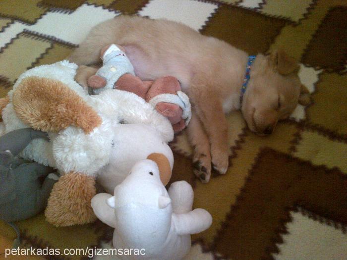 lucy Dişi Golden Retriever