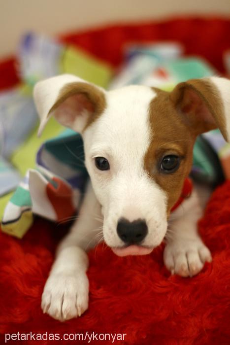 Çakıl Dişi Jack Russell Terrier