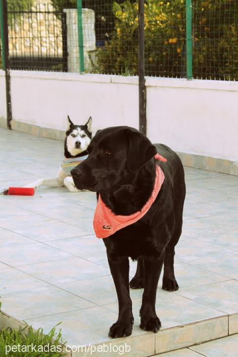 pascal Erkek Labrador Retriever