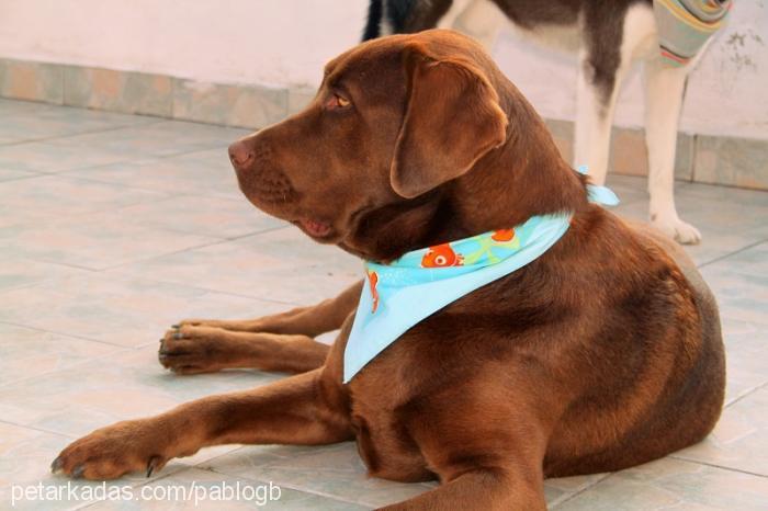 pascal Erkek Labrador Retriever