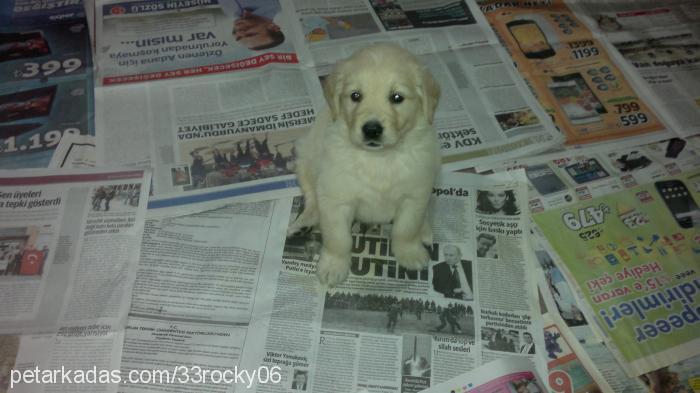 reİs Erkek Golden Retriever