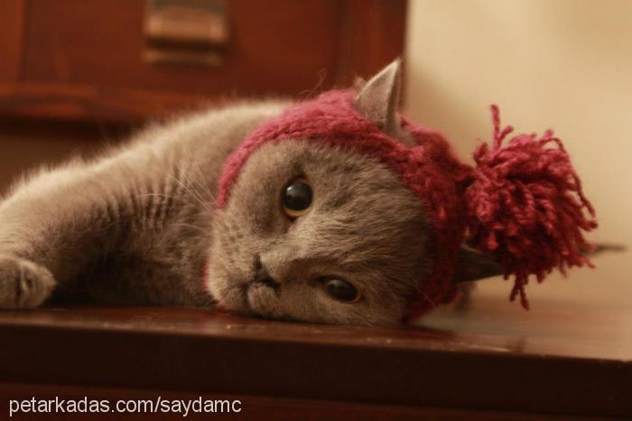 sultankahvaltı Dişi British Shorthair