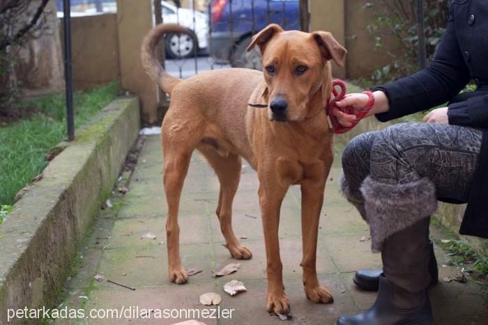 lodos Erkek Rhodesian Ridgeback