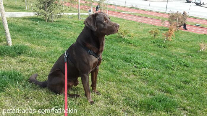 max Erkek Labrador Retriever