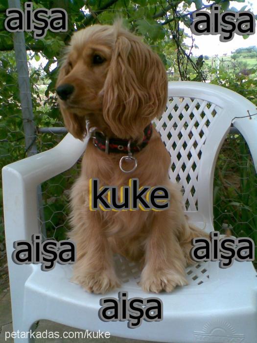 aişa Dişi Amerikan Cocker Spaniel