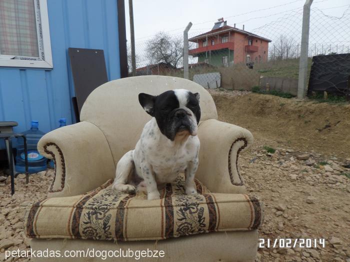 frenk Erkek Fransız Bulldog