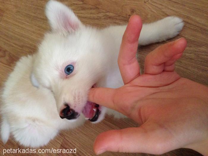 köpük Dişi Sibirya Kurdu (Husky)