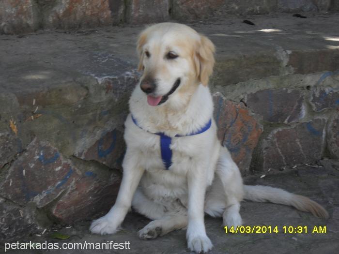 Şila Dişi Golden Retriever