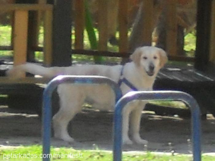 Şila Dişi Golden Retriever