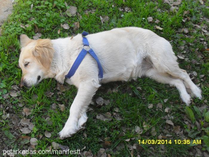 Şila Dişi Golden Retriever