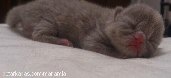 leyla Dişi Scottish Fold