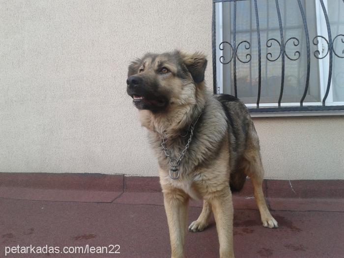 ateşş Erkek Alman Çoban Köpeği