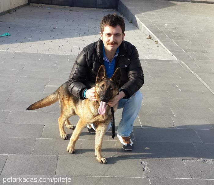 asİ Erkek Alman Çoban Köpeği