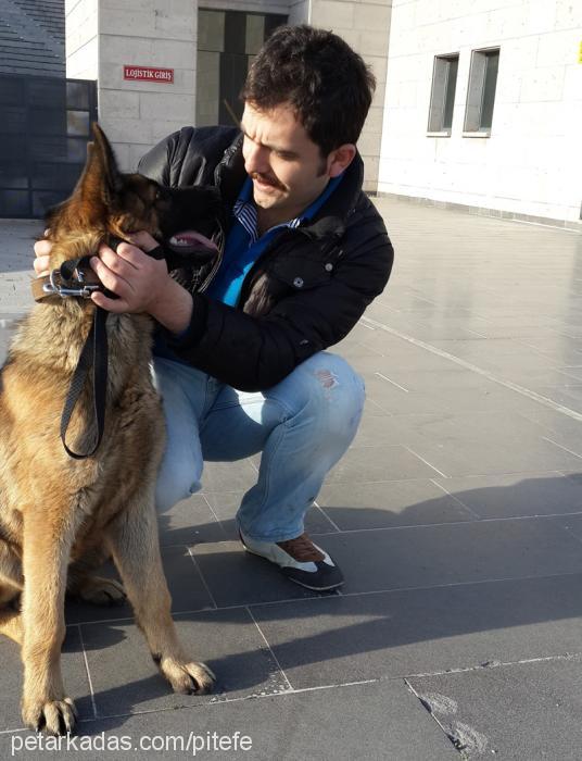 asİ Erkek Alman Çoban Köpeği